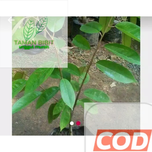 

BBIT DURIAN SIMAS