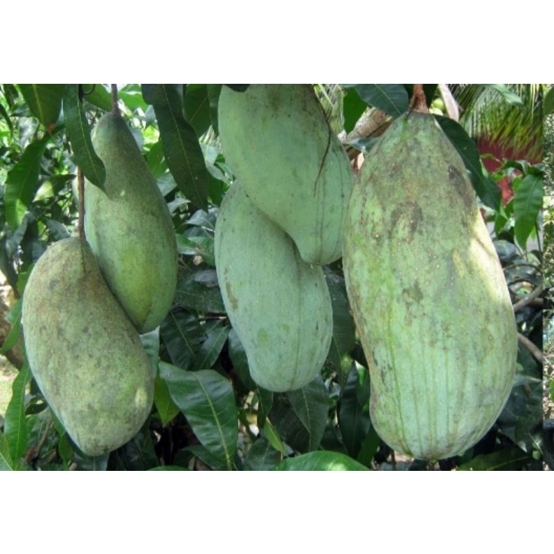 Entres Mangga Mahatir Jumbo
