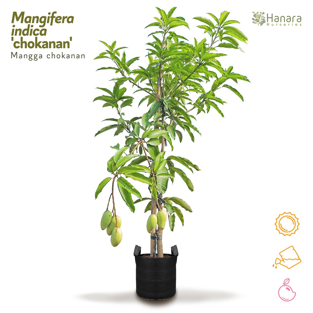 Mangifera indica ''chokanan'' - Mangga chokanan - pohon instan