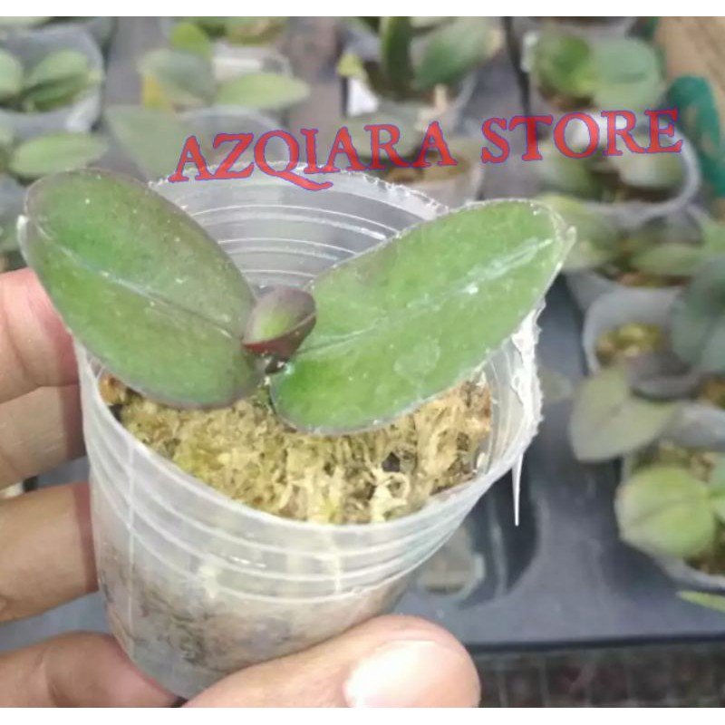 bibit anggrek bulan / bibit anggrek seedling anggrek dendrum / bibit anggrek phalaenopsis
