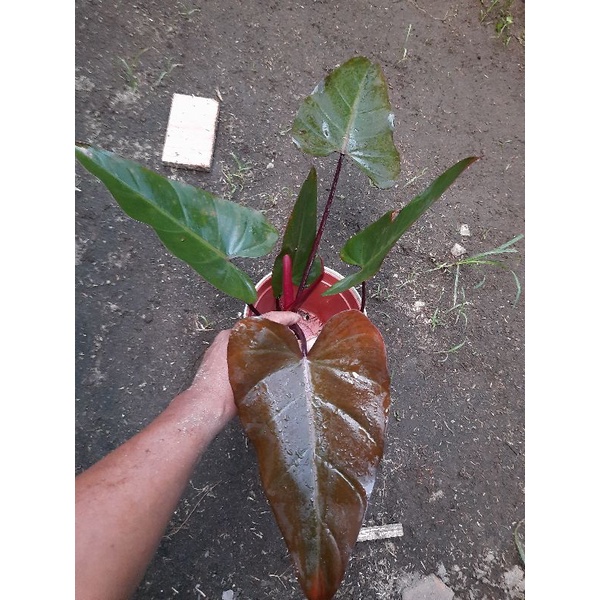 Tanaman Hias Philodendron Dark lord - Philo Dark lord