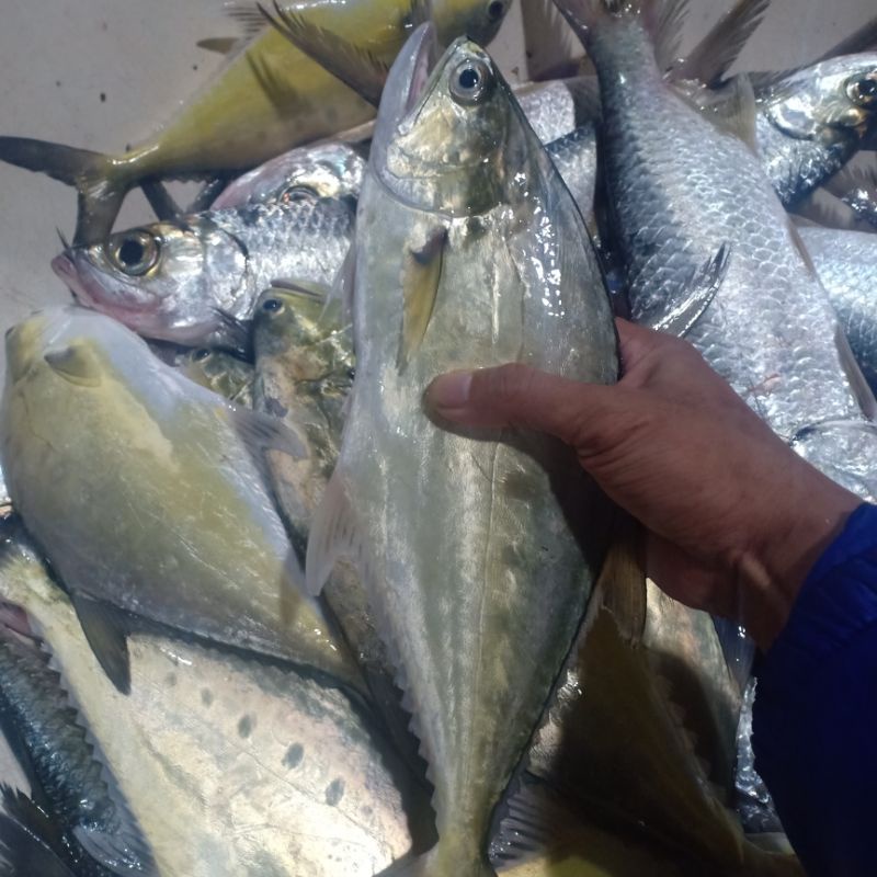 

Ikan segar harian 1kg ikan talang talang
