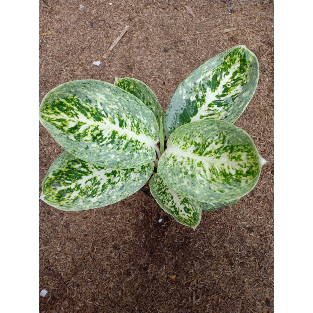 MILKY WAY ( Tanaman  Hias Aglaonema / Aglonema )