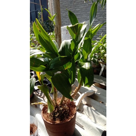 anggrek dendrobium rimbun