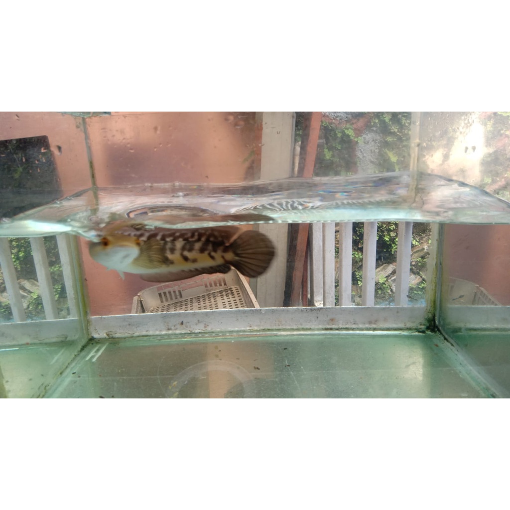 Ikan channa maru Yellow