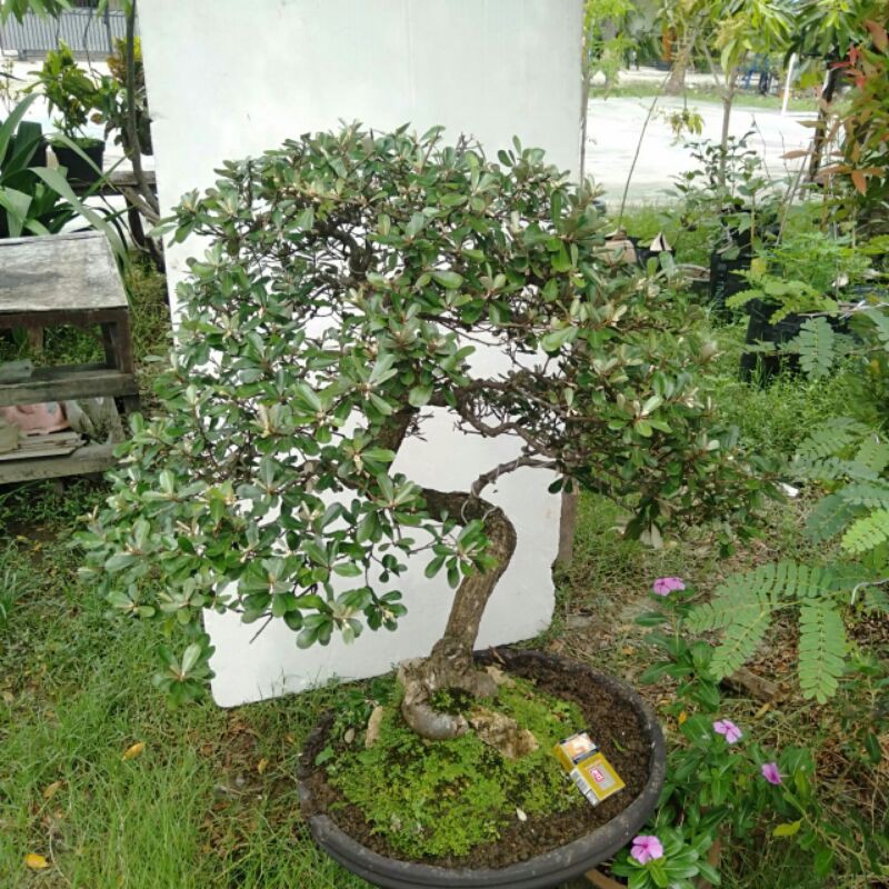 Bonsai Kiperak / Silverberry /Nu