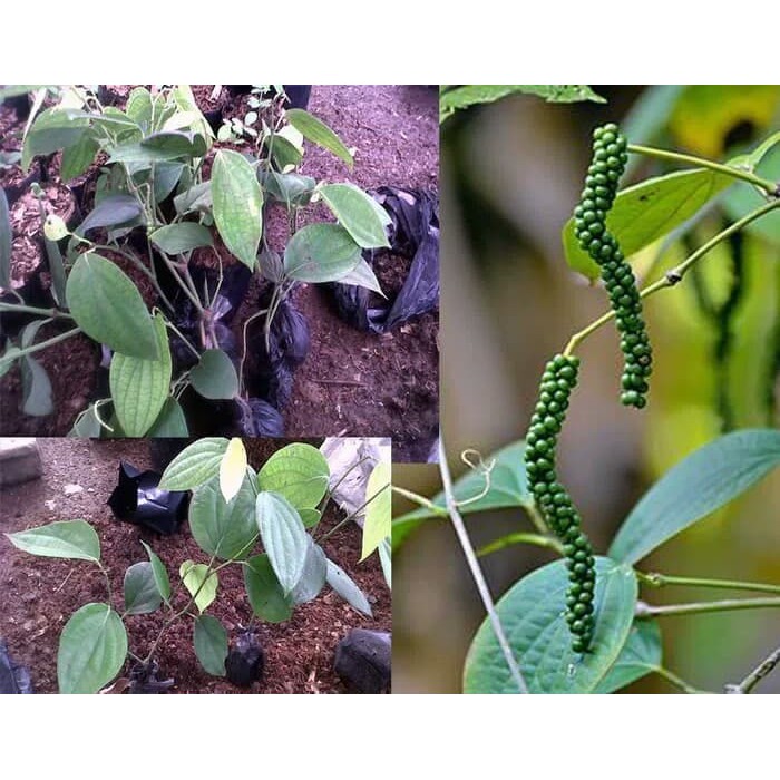 tanaman merica perdu