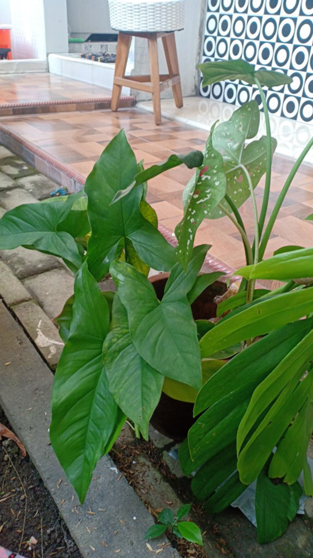 Tanaman Hias Syngonium Phondopyllum