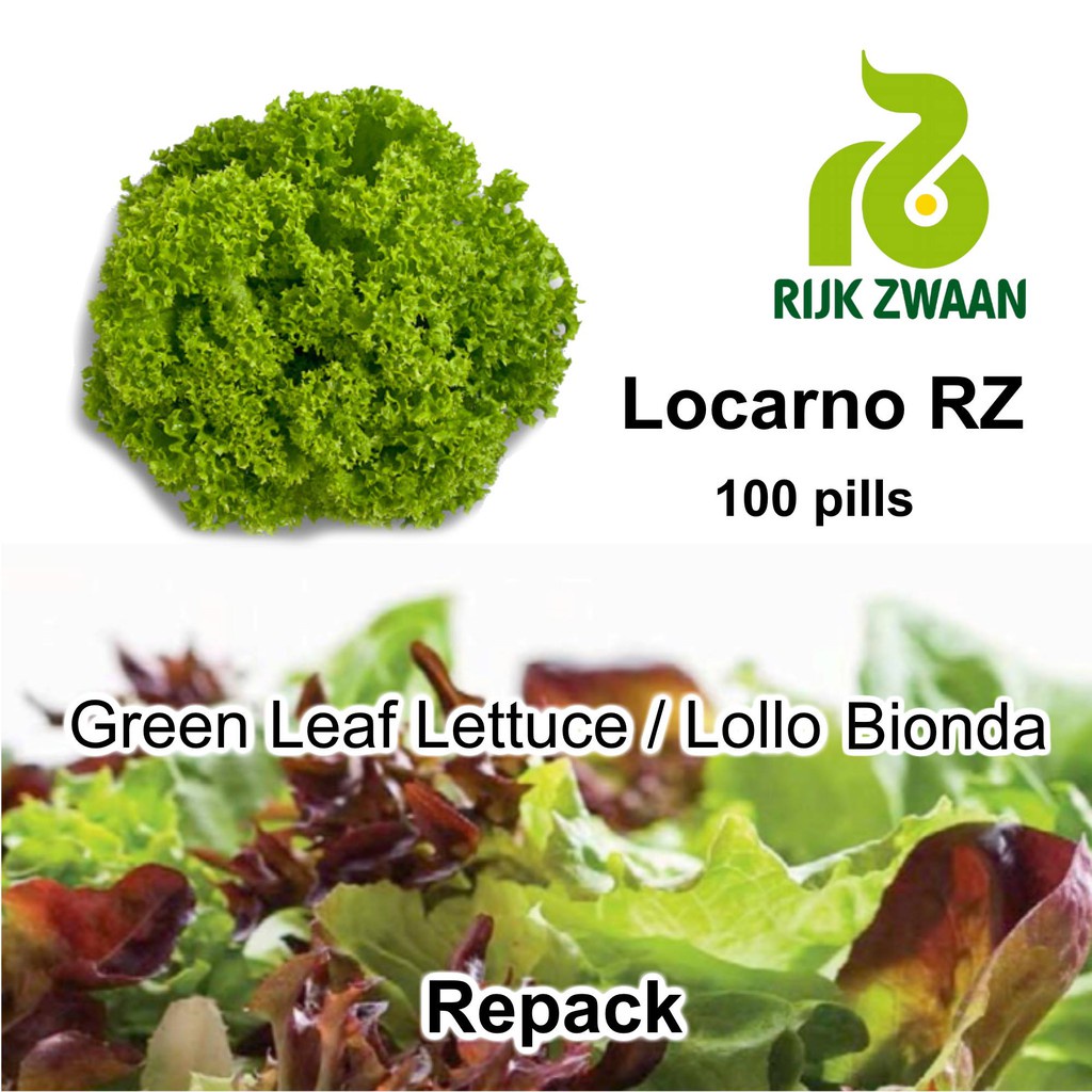 AXONSTORE Benih RZ Locarno Green Leaf Lettuce 100 Pills Lollo Bionda Sayur Selada Hijau Rijk Zwaan S