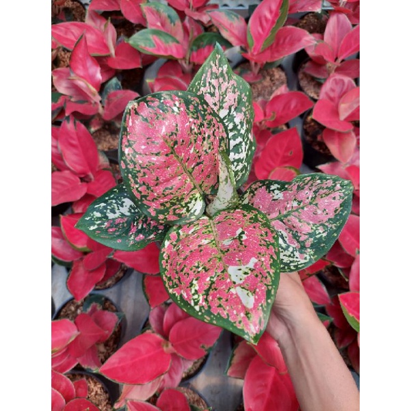 Aglonema Red King clasic/dewasa