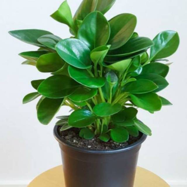 Tanaman hias bunga gantung peperomia obtusifolia Shopee Tanaman hias bunga gantung peperomia obtusifolia Shopee