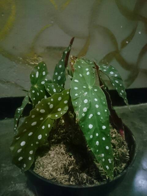 Jual BUNGA HIAS ~ BEGONIA MOCCA / POLKADOT | Shopee Indonesia