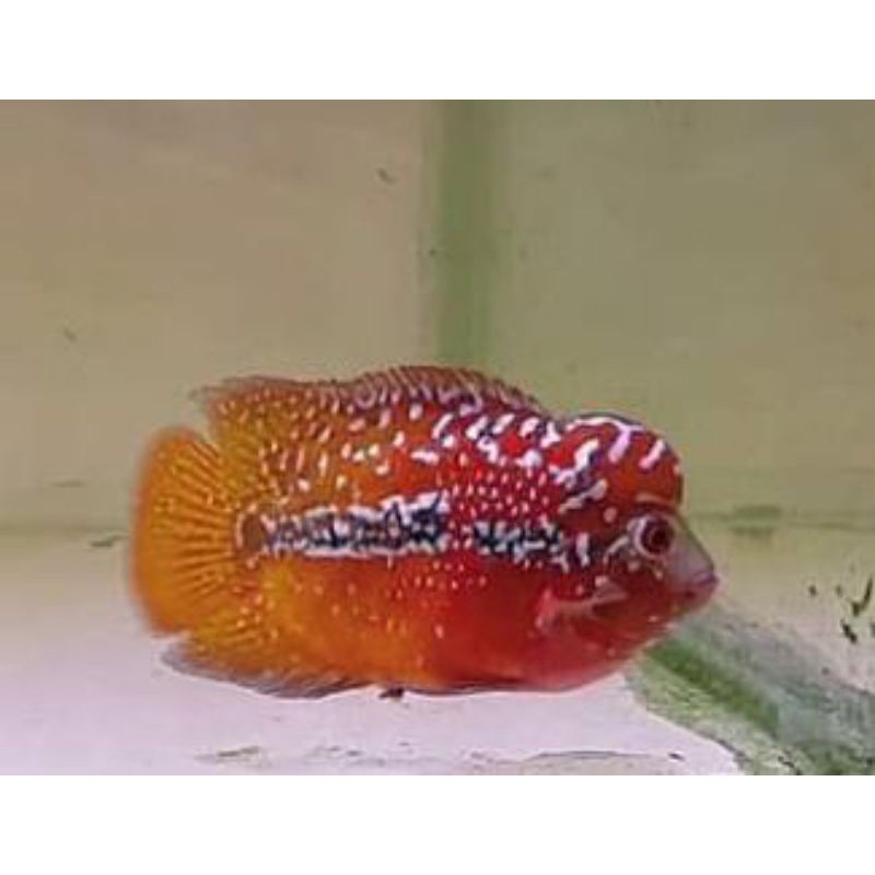 

king kamfa super quality