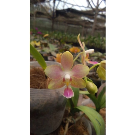 anggrek bulan grade B novelti cream phalaenopsis hybrid bunga mini kondisi spike angbul wangi harum