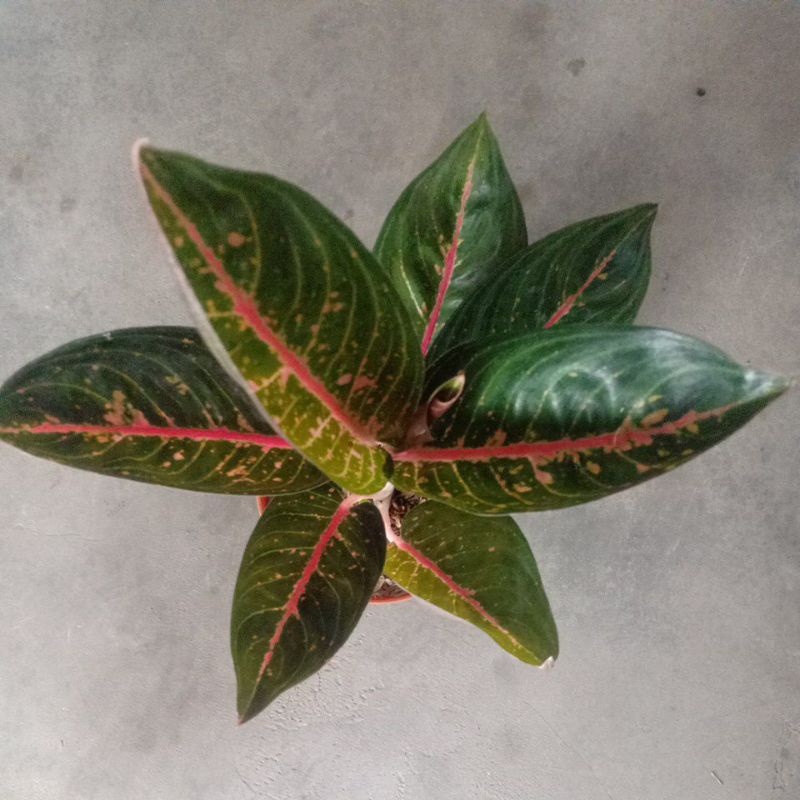 Bunga aglonema Widuri black black Widuri