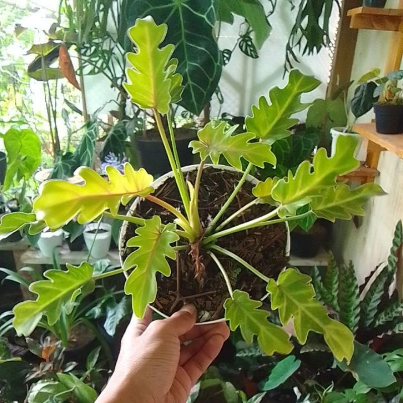 Tanaman hias Xanadu golden