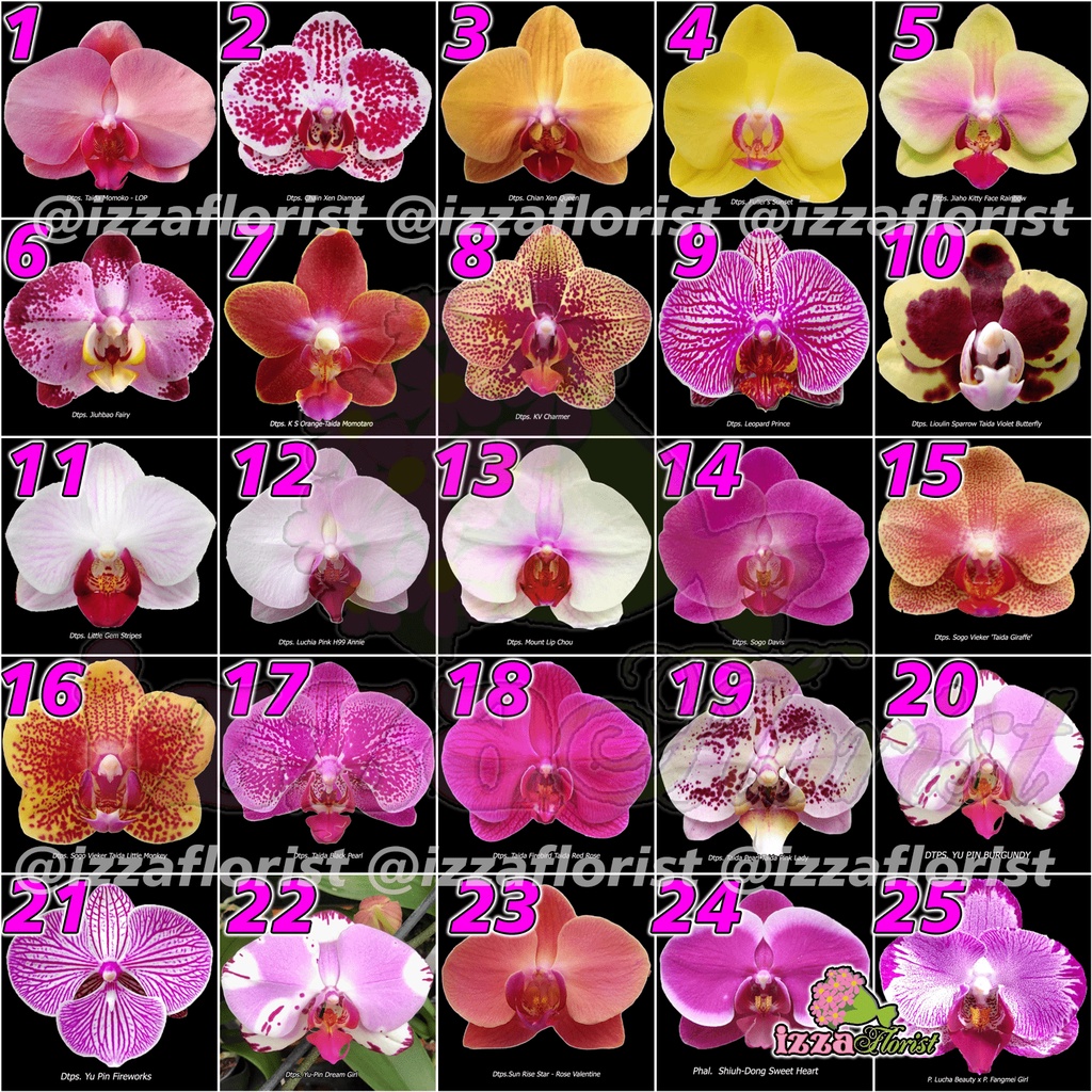 Seedling Anggrek Bulan Hybrid