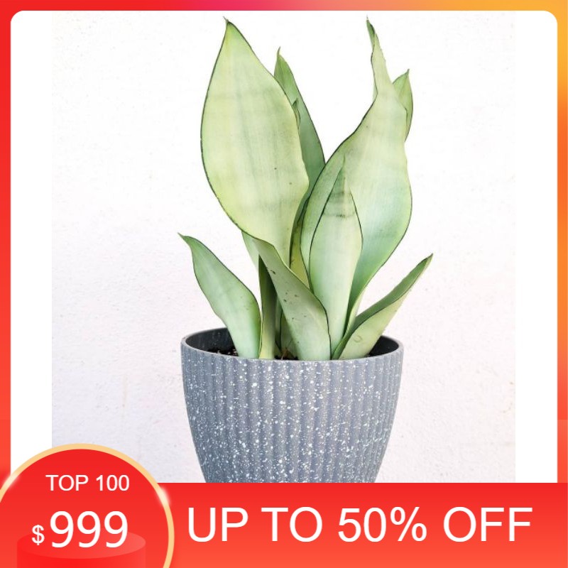 TANAMAN SENSIPERA CANTIK