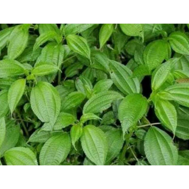 

Daun Pohpohan 100% Asli dan Masih Segar langsung dipetik dari pohonnya