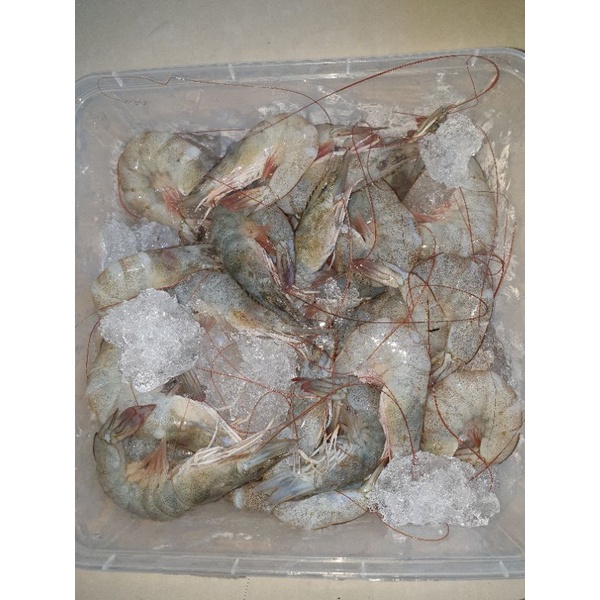 

udang vaname size 40 50