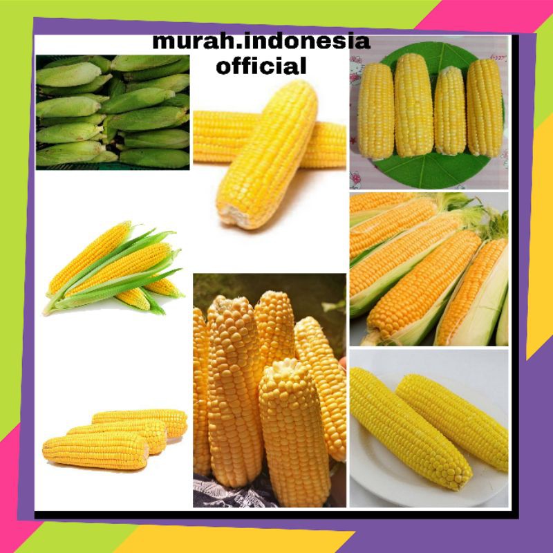 Jagung Manis organik segar murah premium/Sayuran jagung rebus Jasuke sop soup/1 buah bersih