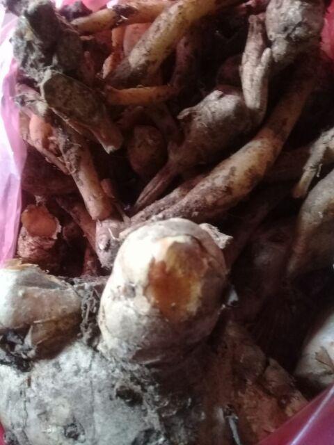 Temu Kunci Segar Murah