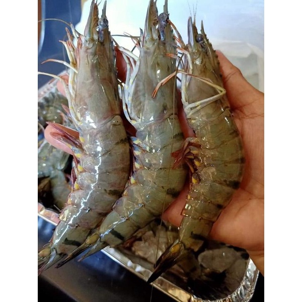 

udang pancet tiger windu sekilo isi 30 sampai 35 ekor fresh segar