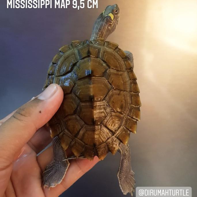 Kura Kura Mississippi Map 9,5Cm Tokomamamuda