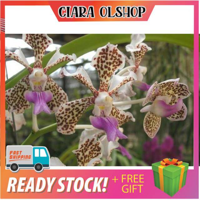 Anggrek Vanda Tricolor