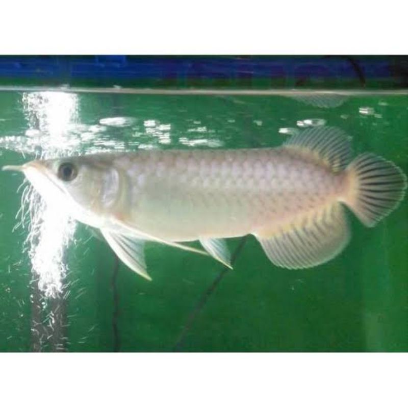 arowana green pino