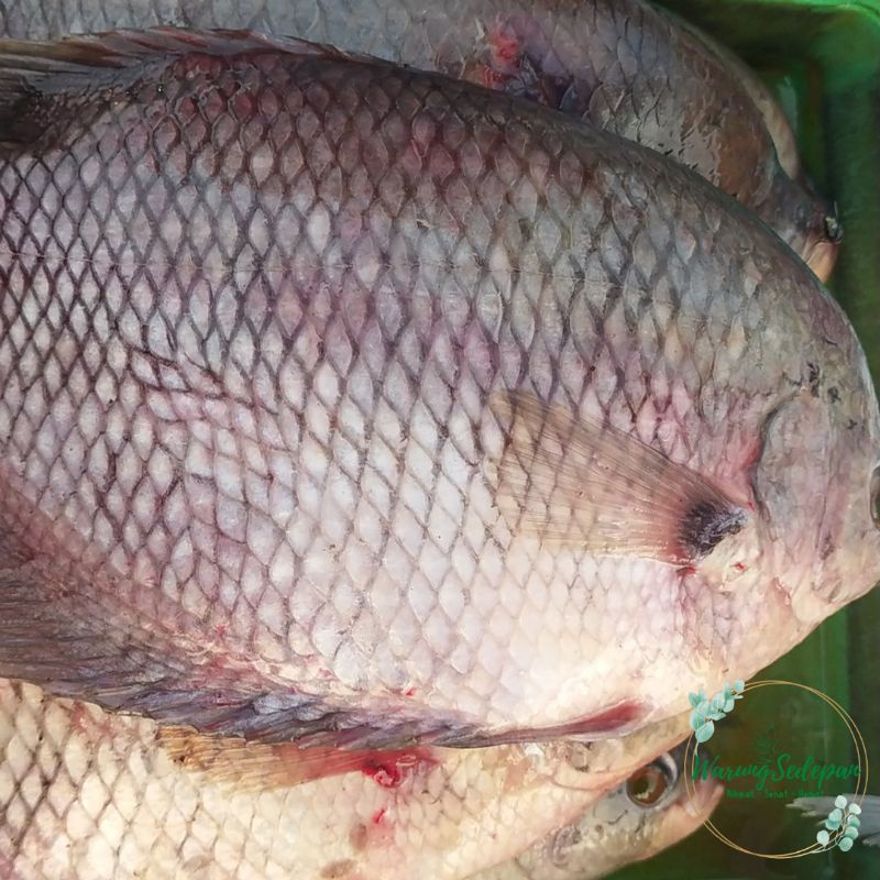 

Ikan Gurame Segar 500 gram Ikan Segar Cikarang Ikan Segar Bekasi