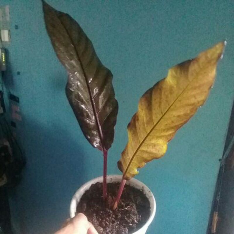 anthurium hokery burgundi.COD.hukeri burgundi,hokery burgundy