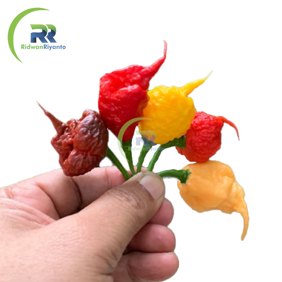 Paket 4d Biji Cabe Carolina Reaper Cabai Terpedas di Dunia Nomor 1 versi The Guinness World Record Benih Tanaman