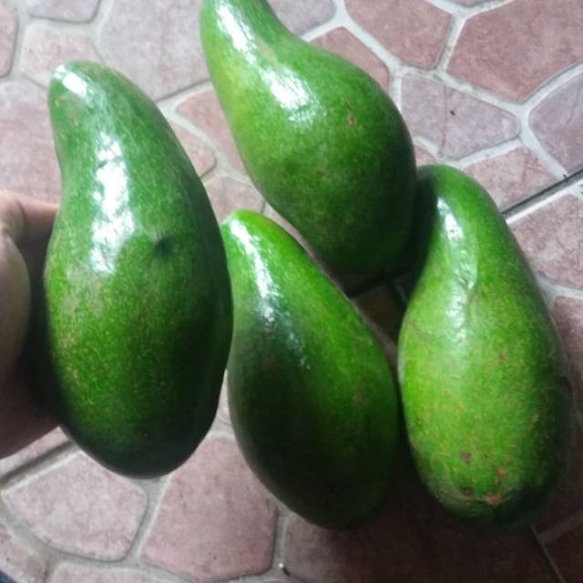 

Alpuket mentega /alpuket lampu