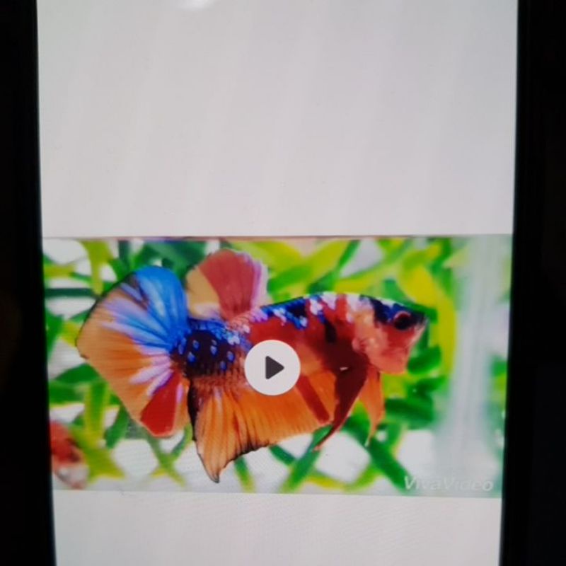 2 Pair Cupang Baby Giant Multicolor