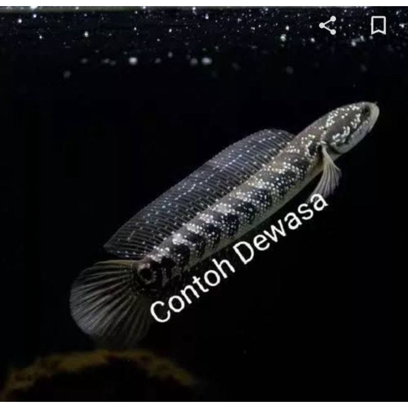 

ikan channa asiatica ws pure 7-8 mutiara buanyak