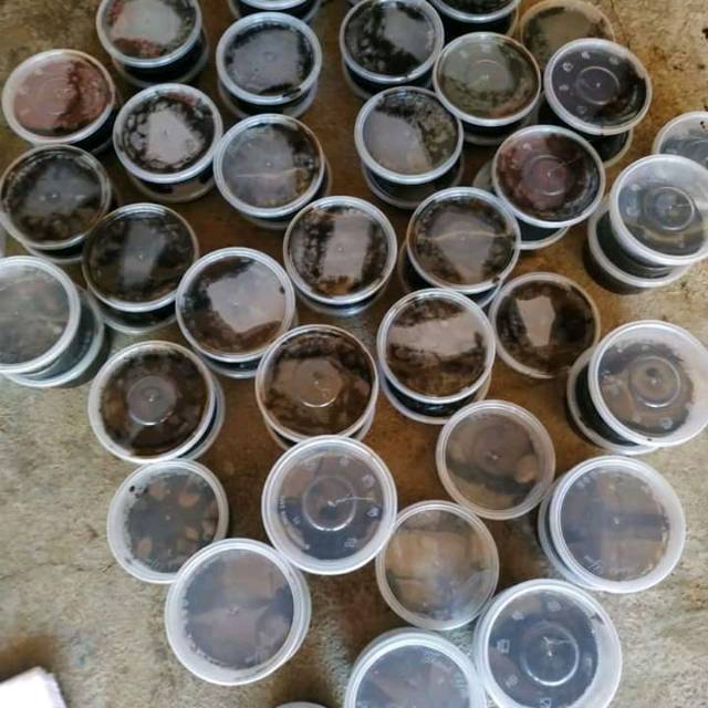 Bedak lotong khas bugis