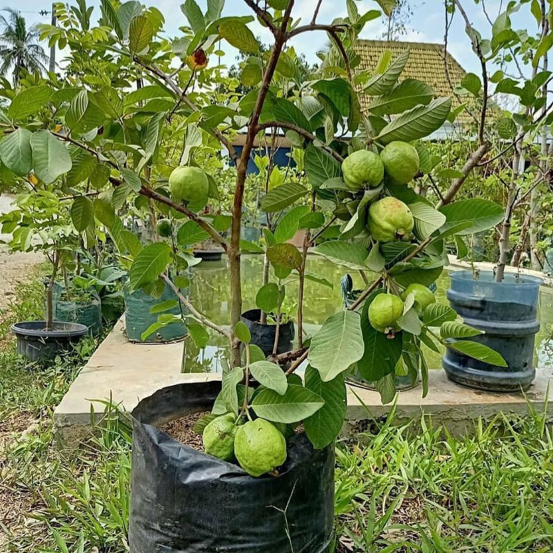 jambu kristal siap berbuah