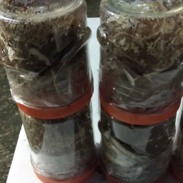 Bibit semut kroto super