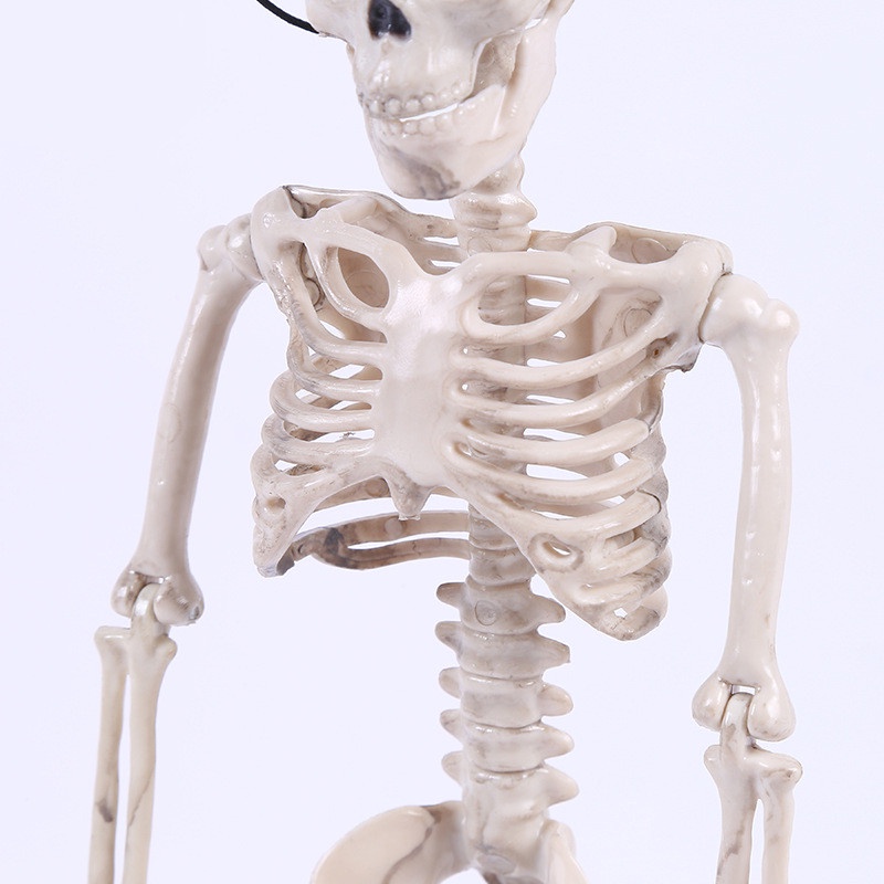 Tengkorak Posable Skeleton Untuk Dekorasi Pesta Halloween