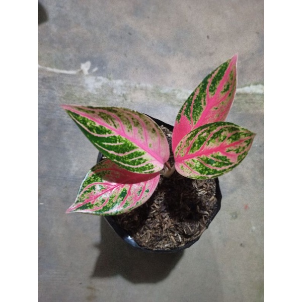 Aglonema Pride of Sumatra Mutasi