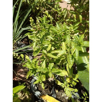 

KEMANGI~SAYUR KEMANGI~BAHAN KEMANGI~OCIMUM BASILICUM~Minim order 4pohon @ per satuan pohon