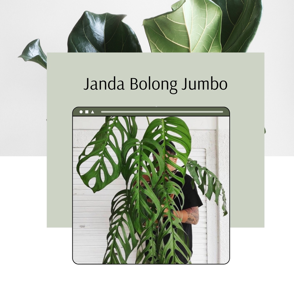 Ready Tanaman Janda Bolong Jumbo Giant Janda Bolong Daun Besar