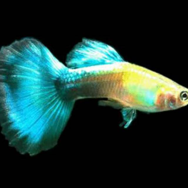 Ikan Hias Guppy 1 Pasang, Blue Diamond'