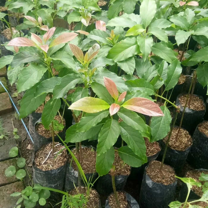 BIBIT ALPUKAT ALIGATOR - ALPUKAT PANJANG DAN JUMBO