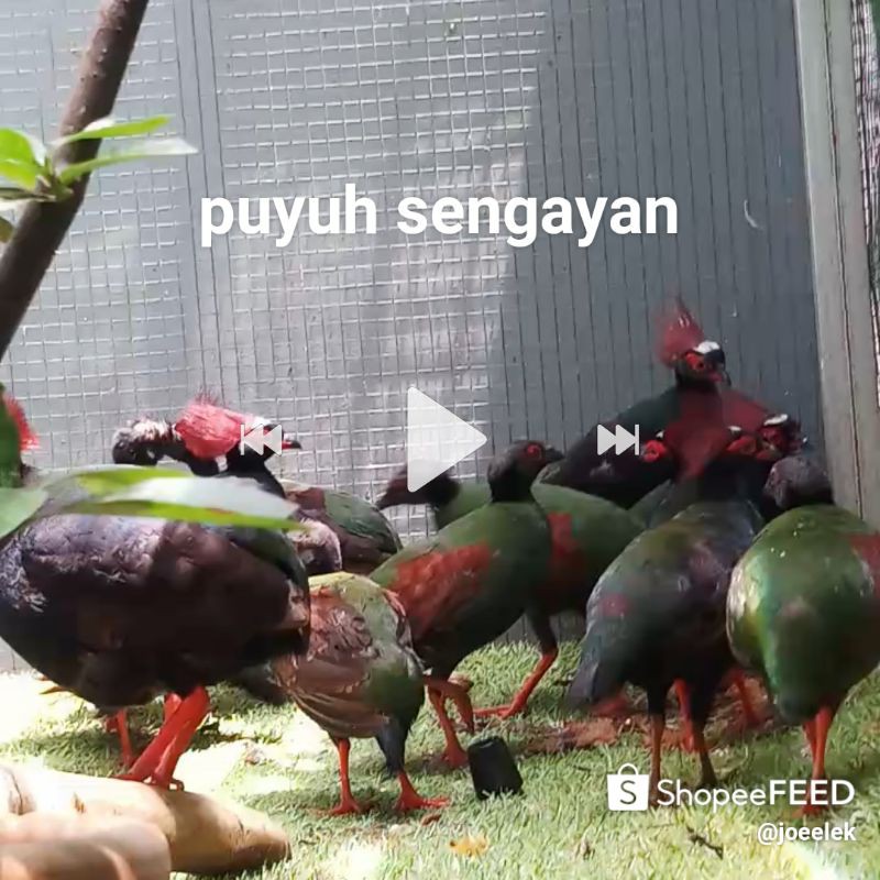 

puyuh sengayan /peniol/puyuh jambul/rollulus rouloul