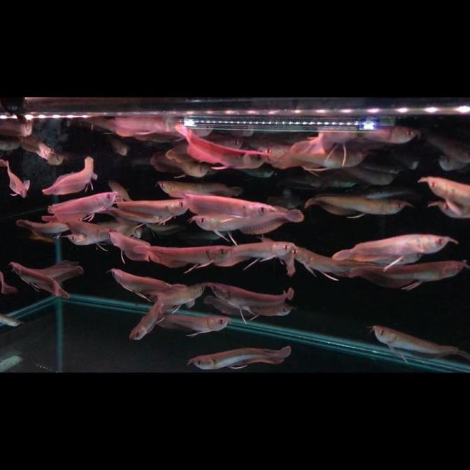 Arwana Silver brazil serat merah 13-14cm ( good quallity )