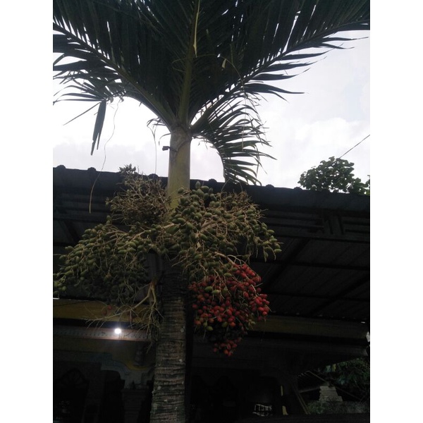 biji bibit palem