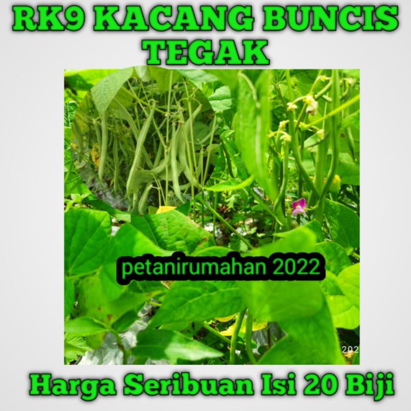 Biji Bibit Benih Tanaman Sayuran Seribuan Buncis Tegak Tanpa Ajir Lanjaran Murah Kacang Buncis Tegak