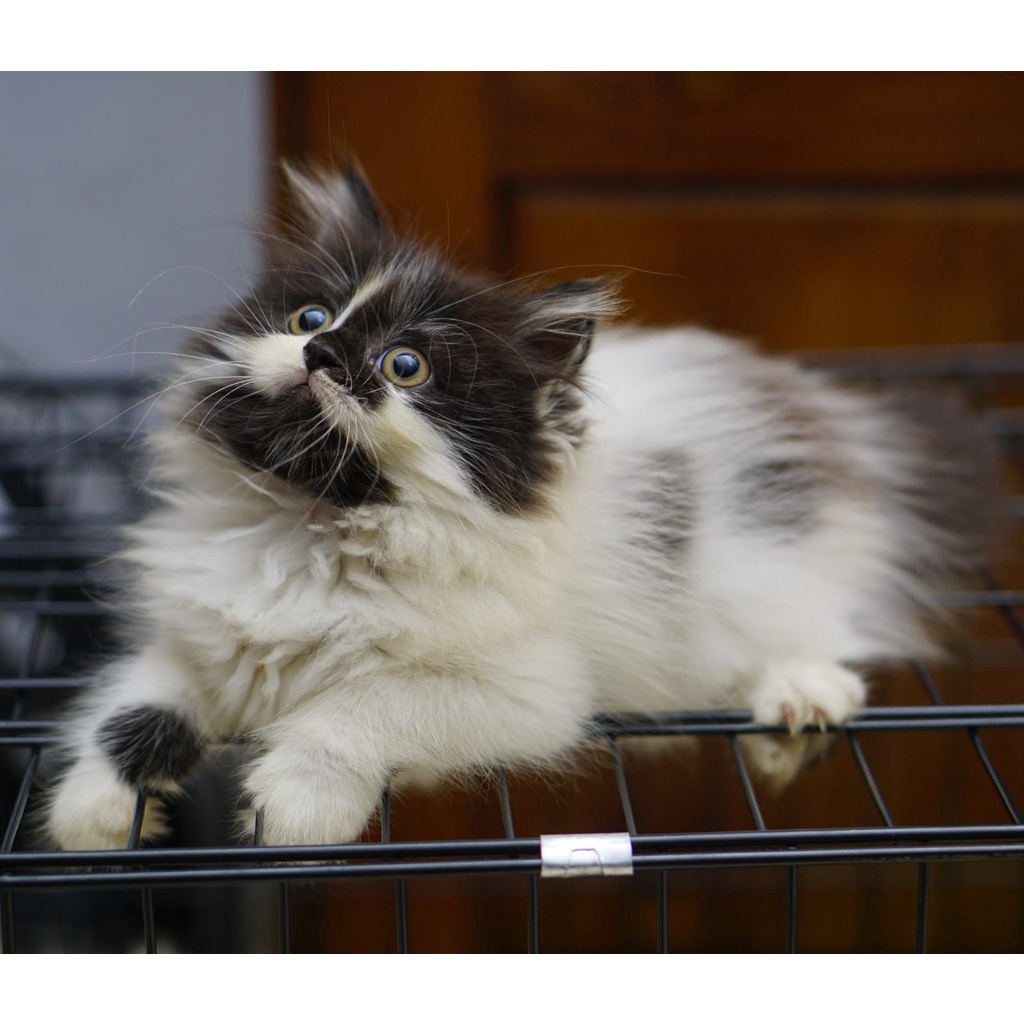 Kitten Persia Flatnose Betina  / Adopsi anak kucing persia